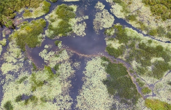 Modélisation des risques de rupture de barrages de castor, un pas de plus pour favoriser la cohabitation avec l’humain