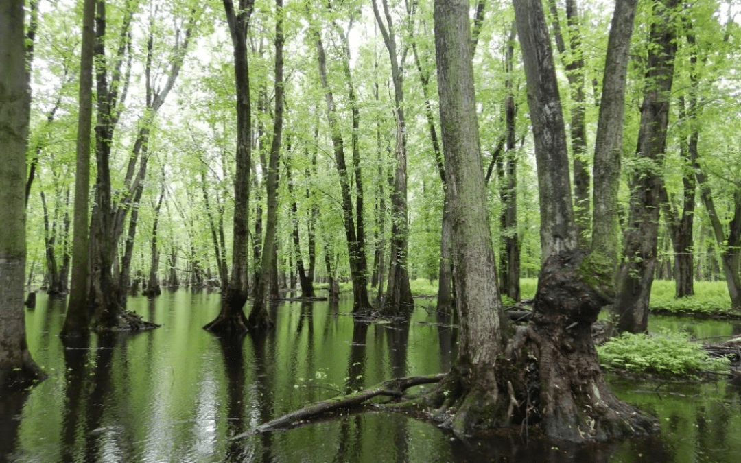 Les MRC de la région, outillées et motivées pour finaliser leurs Plans régionaux des milieux humides et hydriques
