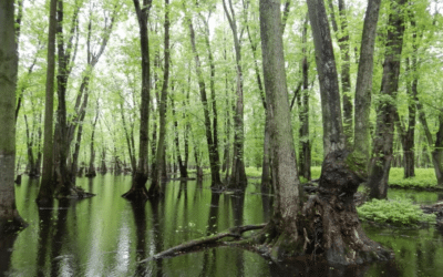 Les MRC de la région, outillées et motivées pour finaliser leurs Plans régionaux des milieux humides et hydriques