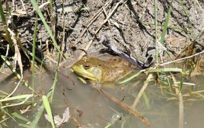 Caractérisation et mobilisation pour la protection de la biodiversité de la rivière Petite Blanche