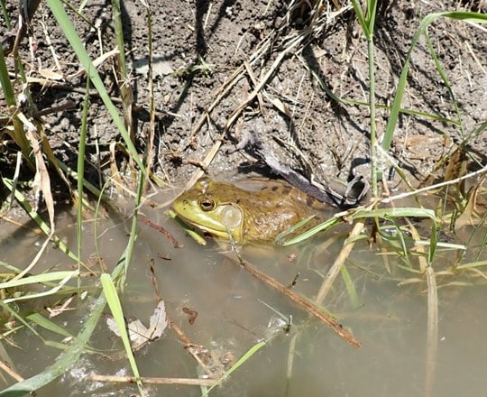 Caractérisation et mobilisation pour la protection de la biodiversité de la rivière Petite Blanche