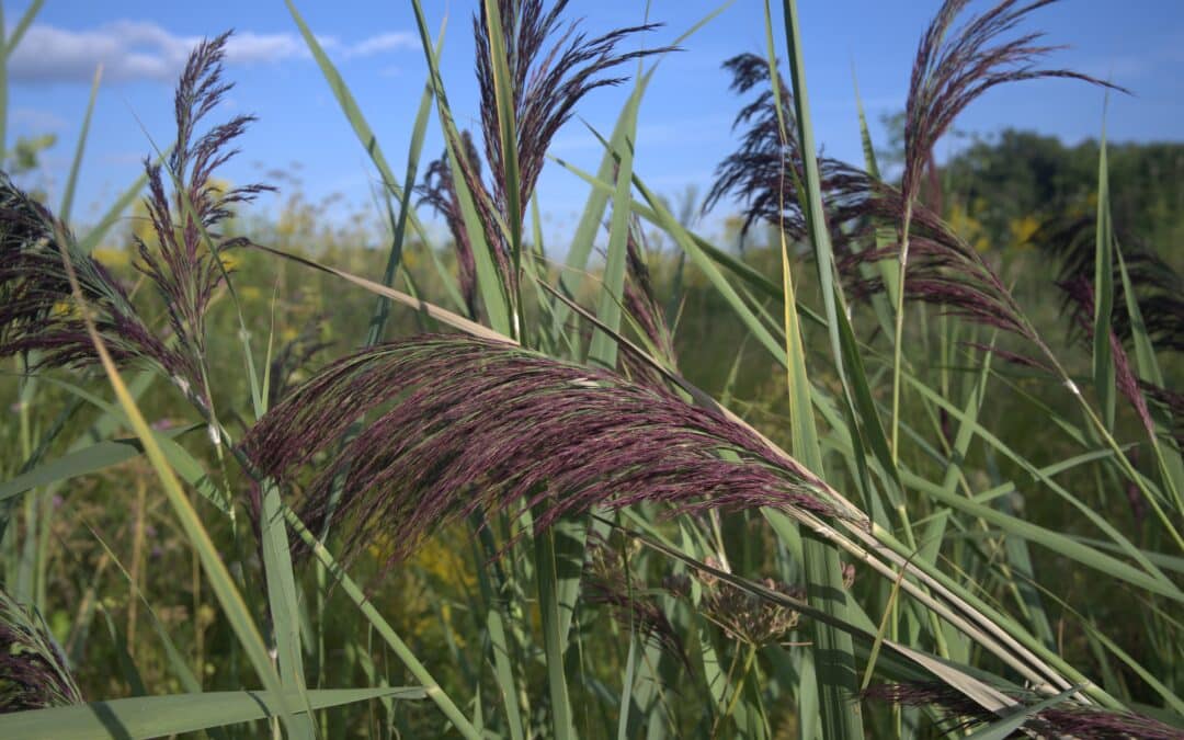 Clôture du projet Phragmite : une initiative phare de lutte contre le roseau commun