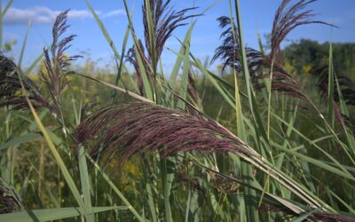 Clôture du projet Phragmite : une initiative phare de lutte contre le roseau commun