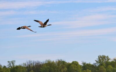 L’infolettre du printemps de l’OBV RPNS est en ligne!