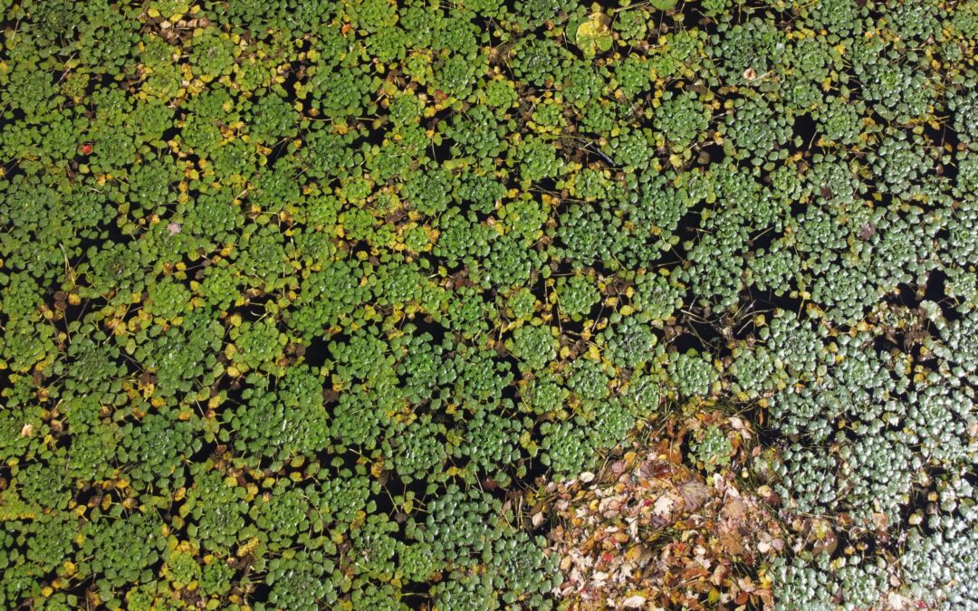 Appui de la Fondation de la faune du Québec pour la lutte contre la châtaigne d’eau