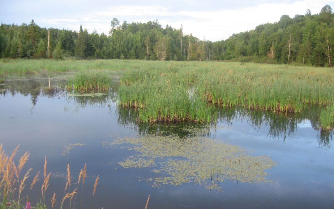 Milieux humides, nettoyage de berges et mobilisation citoyenne : l’OBV RPNS en action pour le Mois de l’eau 2025 !