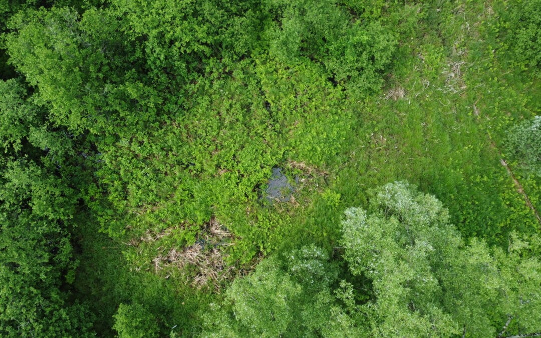 L’OBV RPNS félicite les élu(e)s municipaux et salue la vitalité démocratique à travers la région