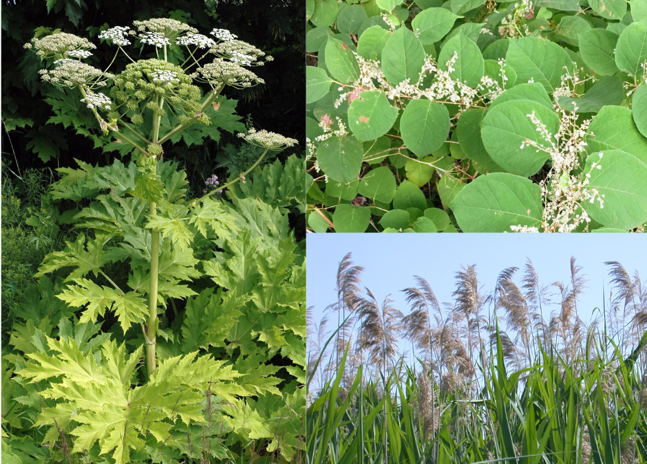 Clôture de projet : Lutte contre les plantes exotiques envahissantes dans la MRC de Papineau