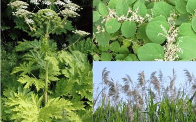 Lancement d’un projet de lutte contre les plantes exotiques envahissantes dans la MRC de Papineau