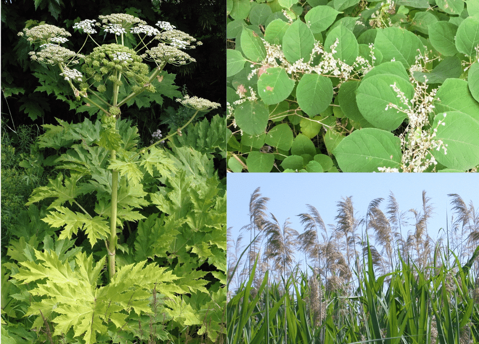 Lancement d’un projet de lutte contre les plantes exotiques envahissantes dans la MRC de Papineau